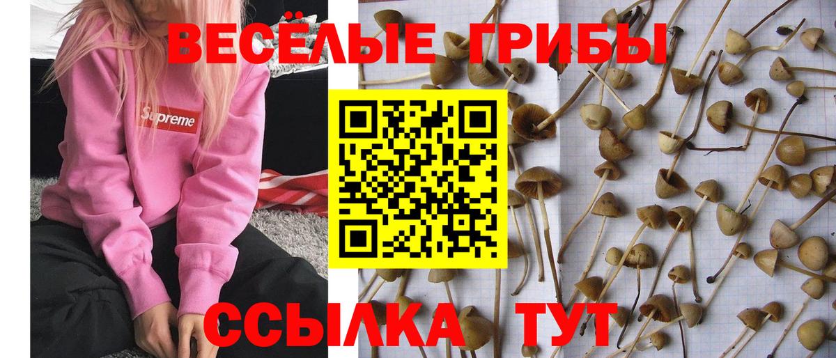 Артём  Псилоцибиновые грибы Psilocybe  Вход с VPN 